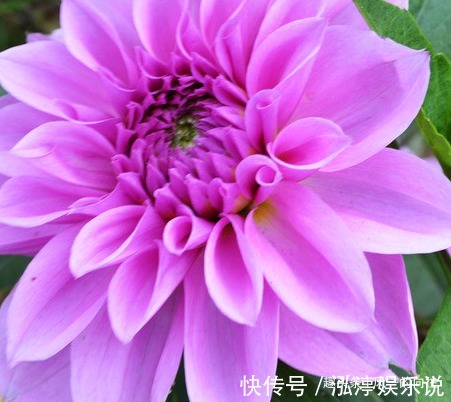 此花颜色多姿多彩,被墨西哥尊为国花,象征着慷慨无私的品质