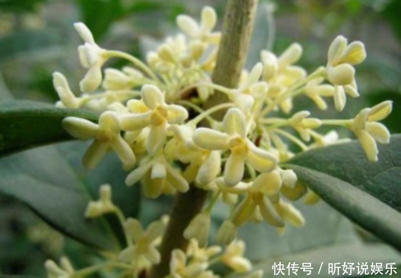 香气|这么养桂花,阳台一小盆就开出大片金黄,香气十里外都能闻到!