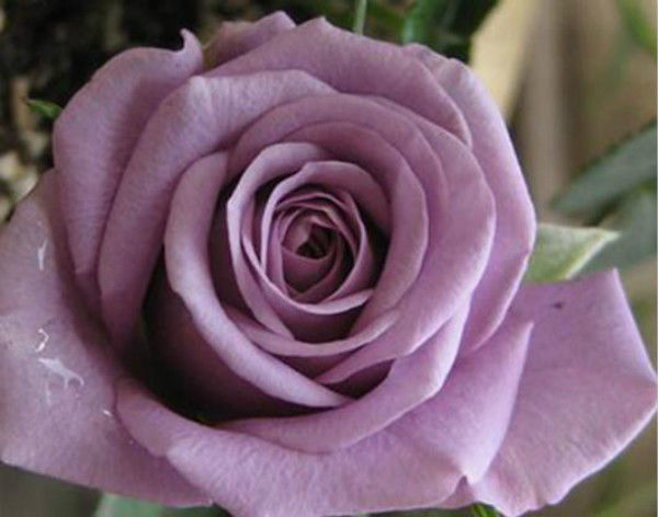 3种花养起来超级香，比香水还香，漂亮又好养，四季开花，值得栽培