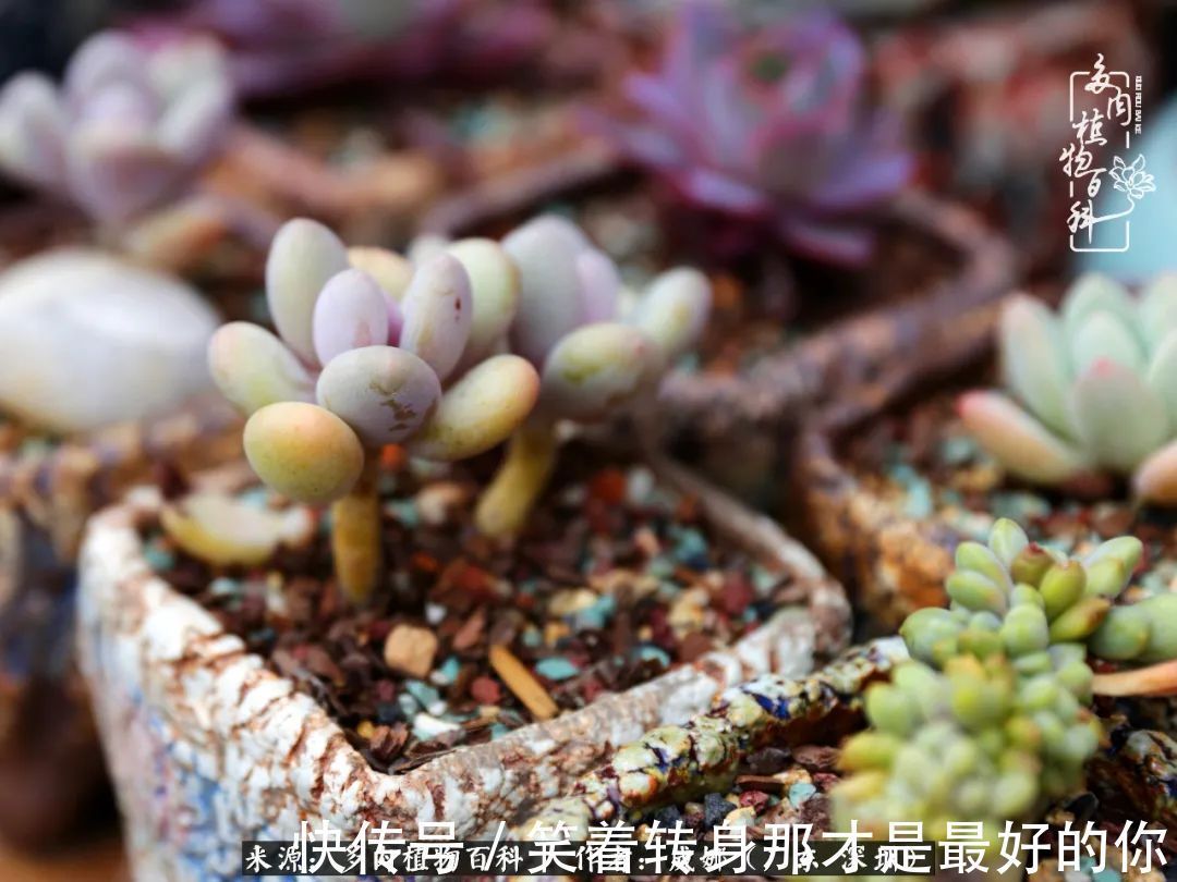 曾经的美肉,谢谢你们都惊艳过时光,谢谢你们都陪过我!