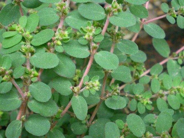 缩小版|农村墙角一野草，又叫“血见愁”，是一味“止血神药”，你认识吗