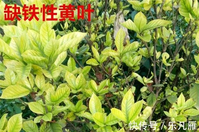 养花技巧快死的花,剪一刀立马活,还能再开花!