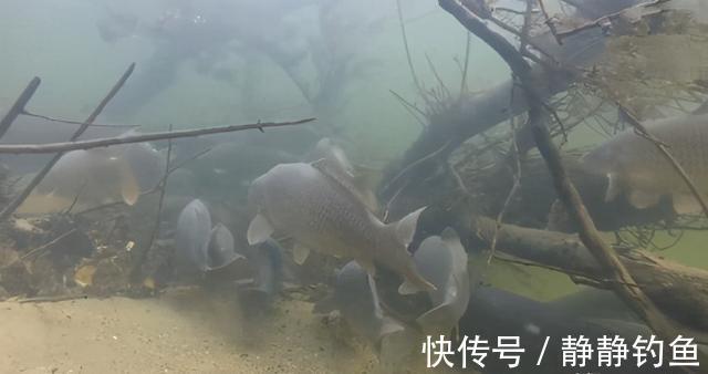 钓鱼|不是跟你吹,水草洞里钓鲫鱼,只要牢记这几点,竿竿中鱼忙不停