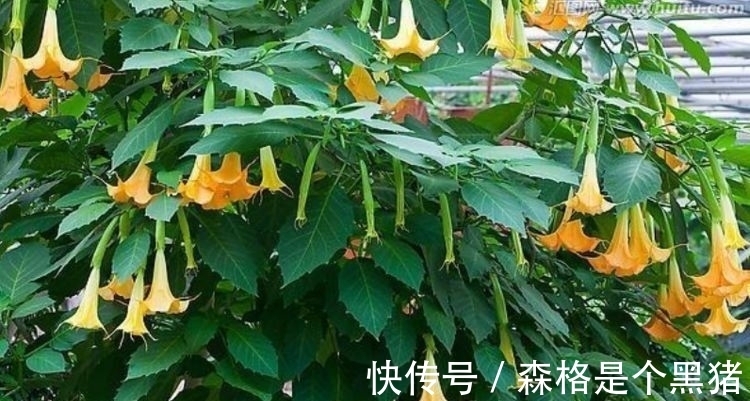 夹竹桃|客厅养这些“幸运花”，寓意好易打理，开花繁盛惹人爱，赞