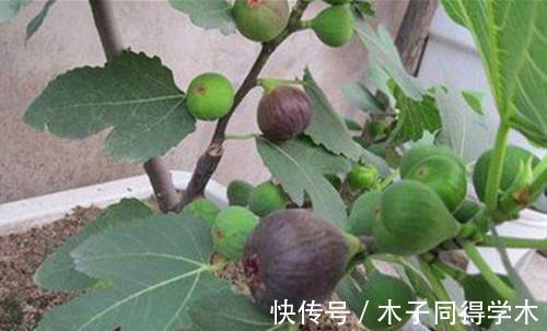 无花果什么时候换盆好,换盆要注意什么