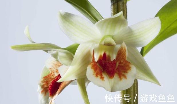 浇水|新手想养兰花吗几种非常适合你