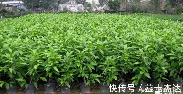 碰碰香|不管有钱没钱，家里养这十种植物，招财镇宅又养人