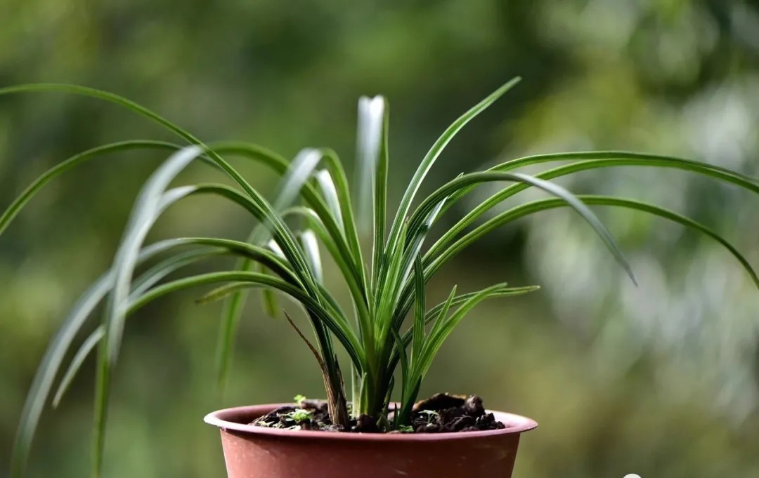 植料|多菌灵浇根,可以防止和治疗兰花烂根吗?兰友常常这样做