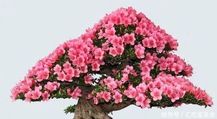 4种漂亮花,好打理,易爆盆,不仅花好看,名字也好听