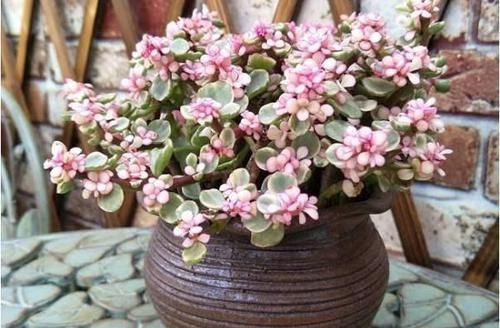 此几种花旱着养，水浇多了死得快，懒人能养好