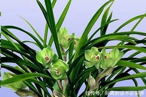 春季到了,春蕙兰管理有技巧,你了解多少?