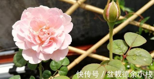 光照|月季花中的“女王”,想要养好它,需要注意8个方面