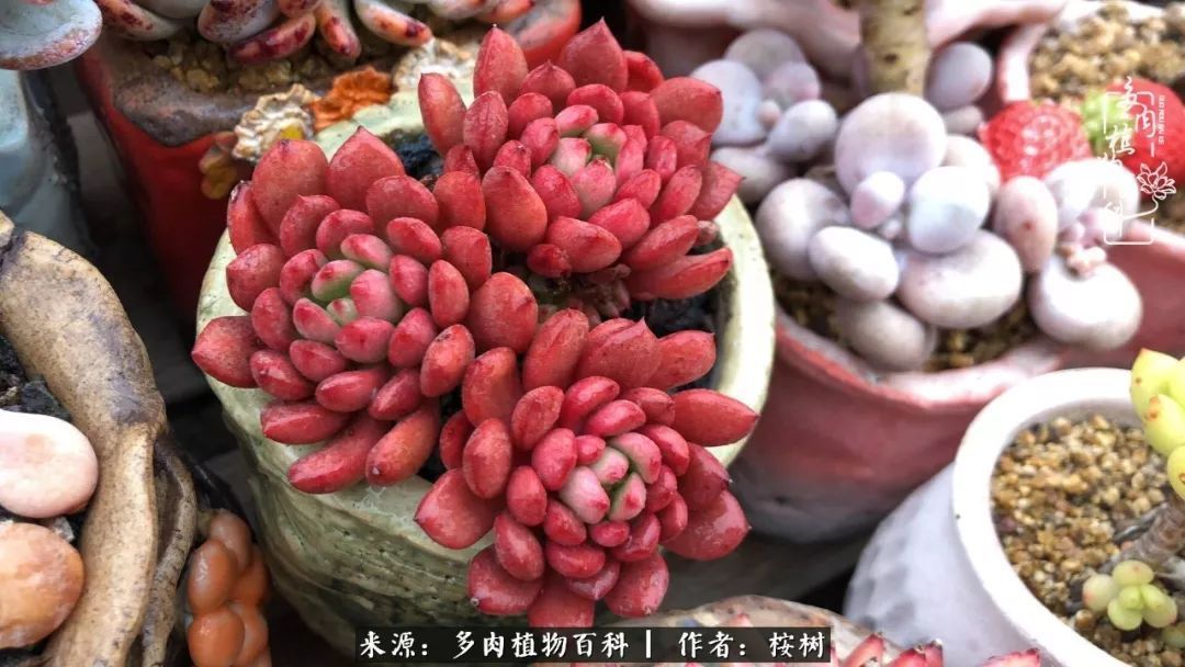 多肉度夏经验谈四季皆露养,兢兢业业养肉三年半!