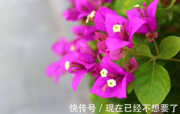 三角梅花谢后要会剪，剪对接着开花爆盆，剪错一朵花都不开