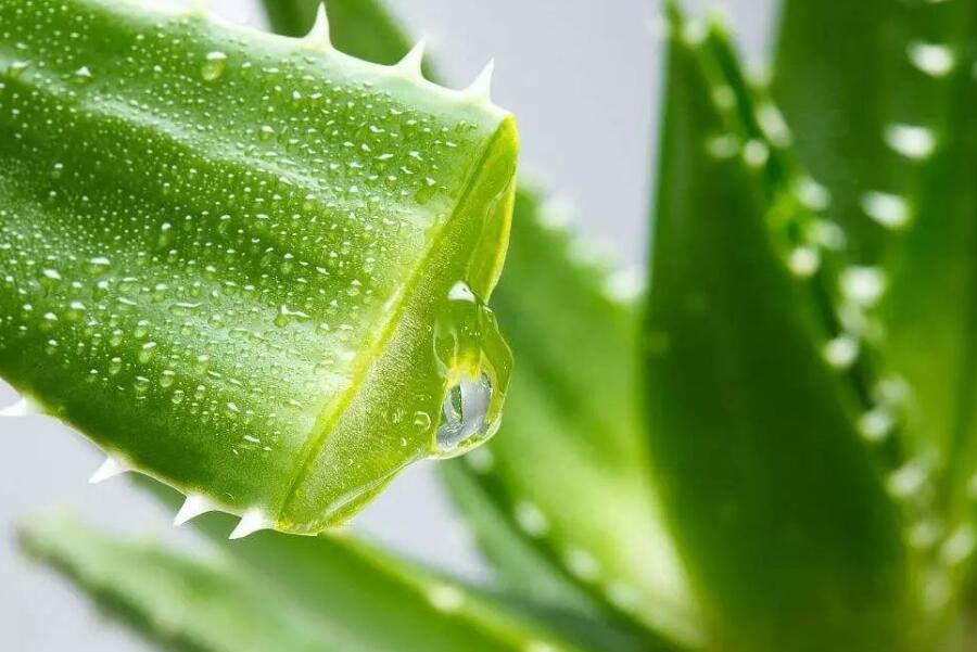你家里有芦荟吗可惜知道的人并不多,快告诉家里人