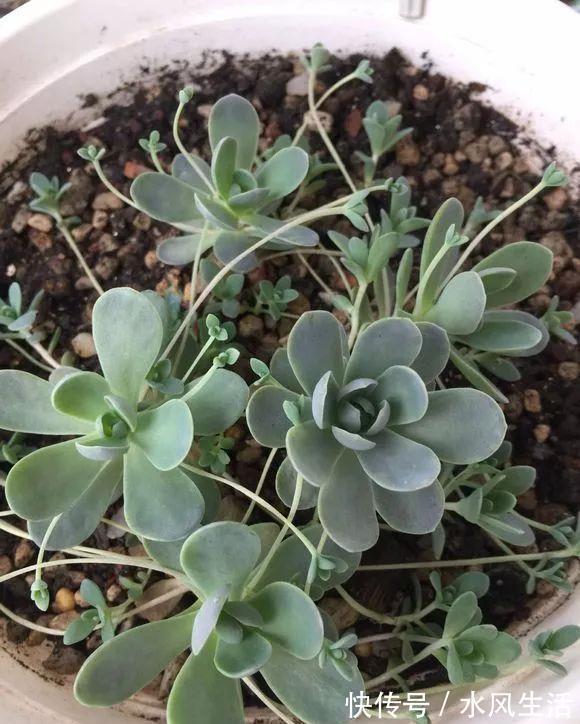 特玉莲|超爱爆小崽的5种多肉,种盆里长的密密麻麻,都装不下了!
