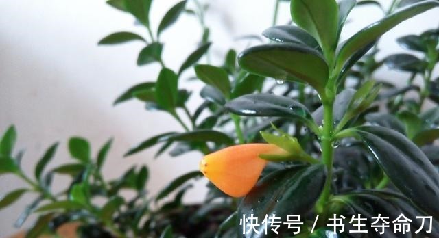 凤梨花|看一眼就想买回家的花, 好看又好养, 看看它们都是谁!