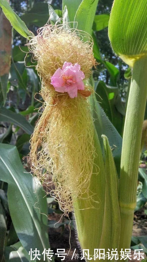 玉米棒子扔盆里,洒点水就发芽了,7天长一把绿苗!