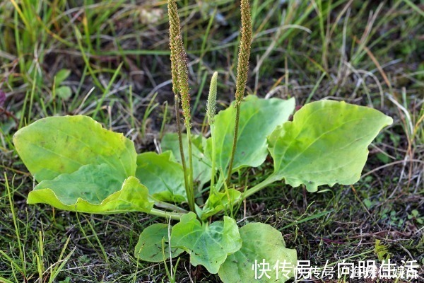 增强|车前草的功效太强大，除了增强抵抗力，还有3个好处找上门来！