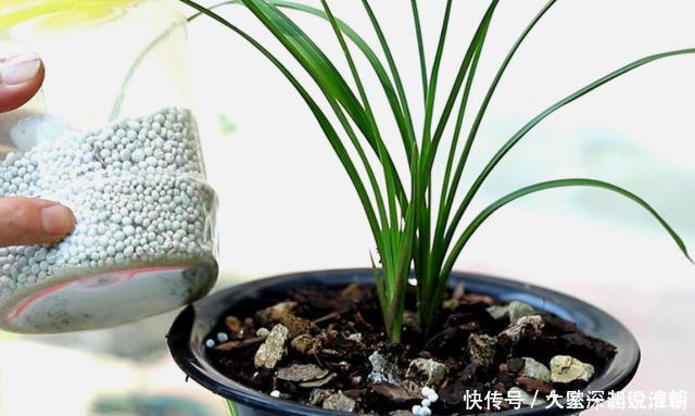 花芽|兰花一年只用2种肥,选对时机用,蹭蹭冒新芽,呼呼长花苞