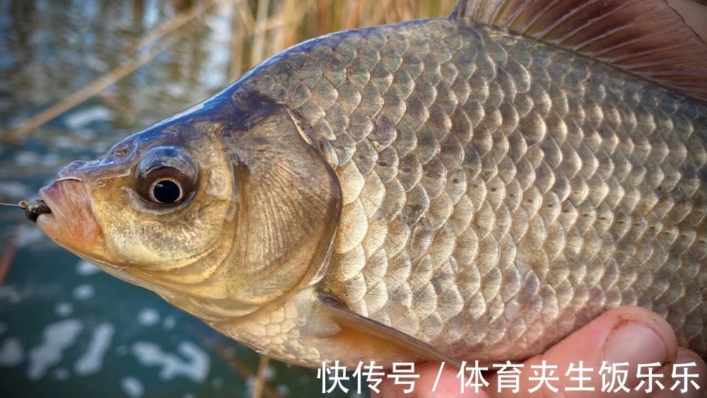 小药|如何寻找鱼窝,教你三种快速找到鱼窝技巧,在鱼窝里钓鱼事半功倍!