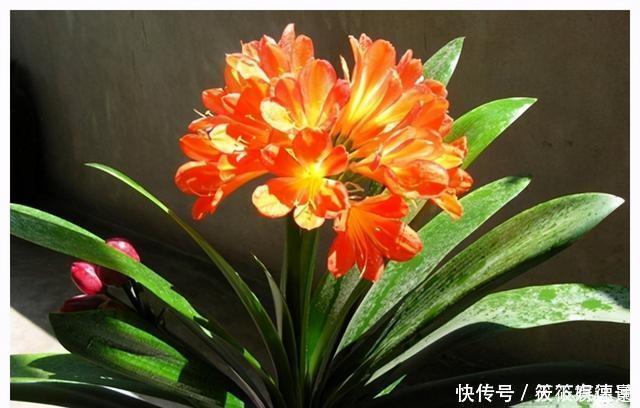 好多人|为啥好多人都养不好君子兰?把握好这一点,随便养养就开花