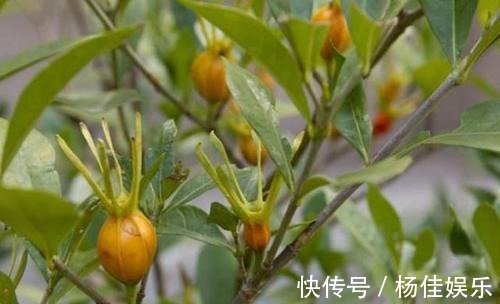 观赏感|这种果实满树都是,摘完还会长,无人问津却不知营养价值高