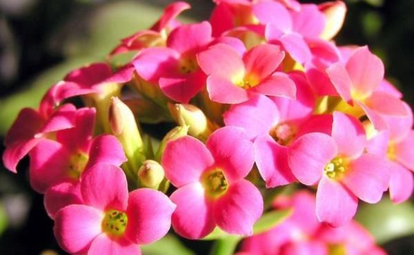 家中有这两种花的注意，之前没剪的现在可以果断剪，不然就太晚