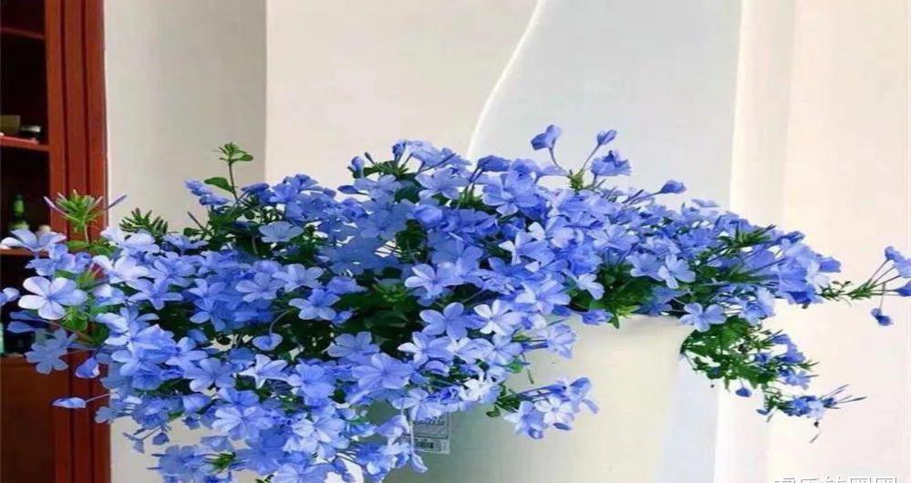 树有树|其实树有树的风水