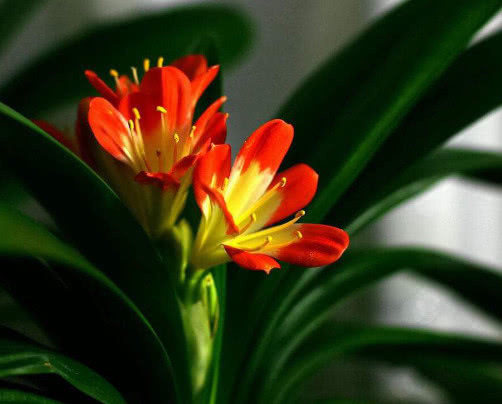 兰花|君子兰花清香叶翠绿,教你种植君子兰的3个小妙招,值得大家尝试