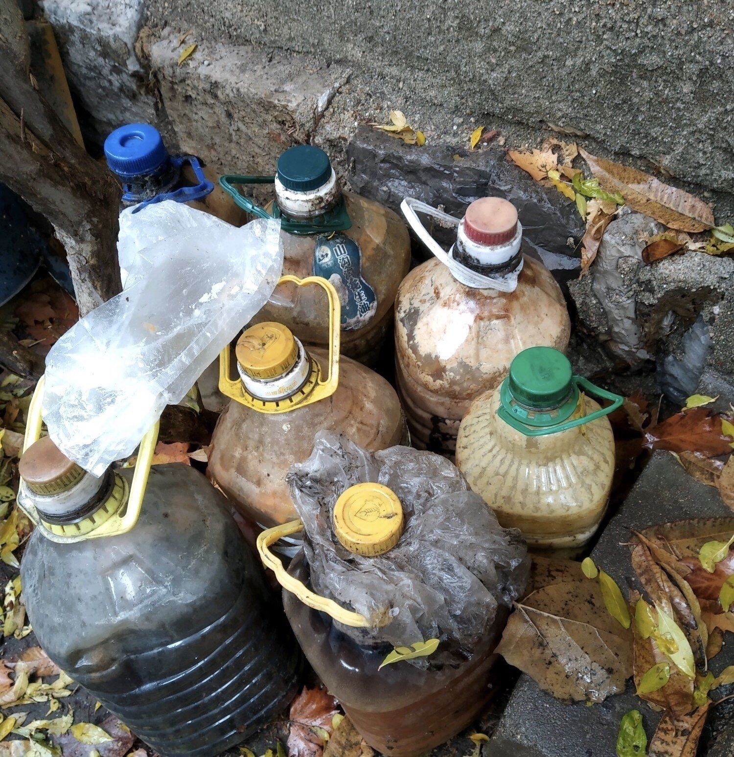 鱼骨|他养花“自制”有机肥,1月只浇“2瓶盖”,效果惊人,花肥不用买