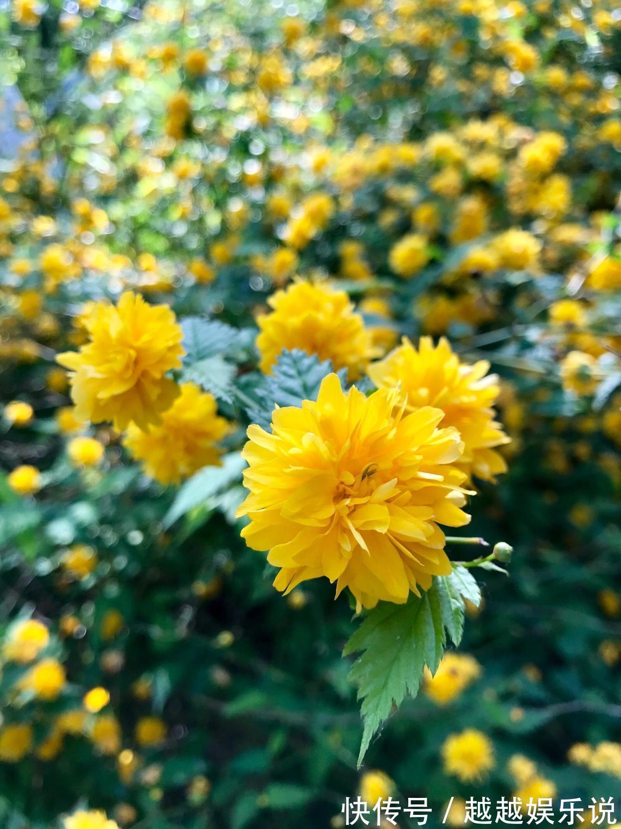 很多人见过棣棠花,却不知其身份,原来它有好多小秘密!