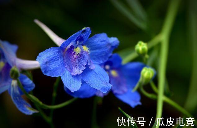 农历9月25日霜降后，养什么花？以下3种花，金玉满堂吉祥如意