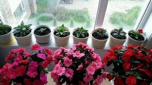 花肥|养花花肥不要钱,吃剩的“皮”丢瓶里,沤制30天,养啥都能长得旺