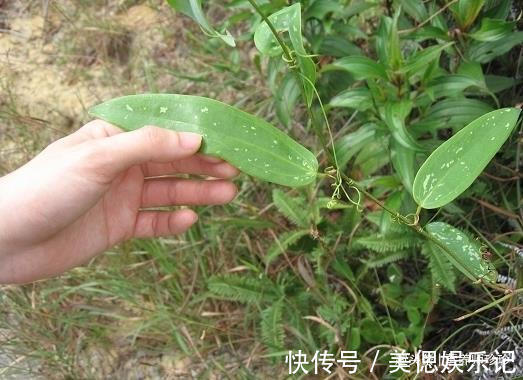 土党参|2种植物,若你在山上遇见,别犹豫,赶紧采挖带回家,可遇不可求