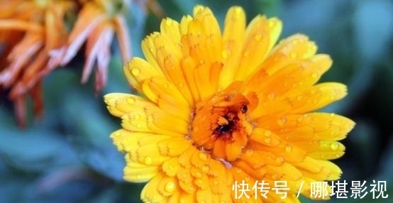 飘逸|7天后，花香飘逸，天光流转，旧爱回眸，祈求和好，携手共筑爱巢