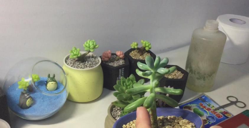 摘叶|总下雨，露天盆栽的多肉穿裙子了，砍头摘叶，扦插育苗可好？