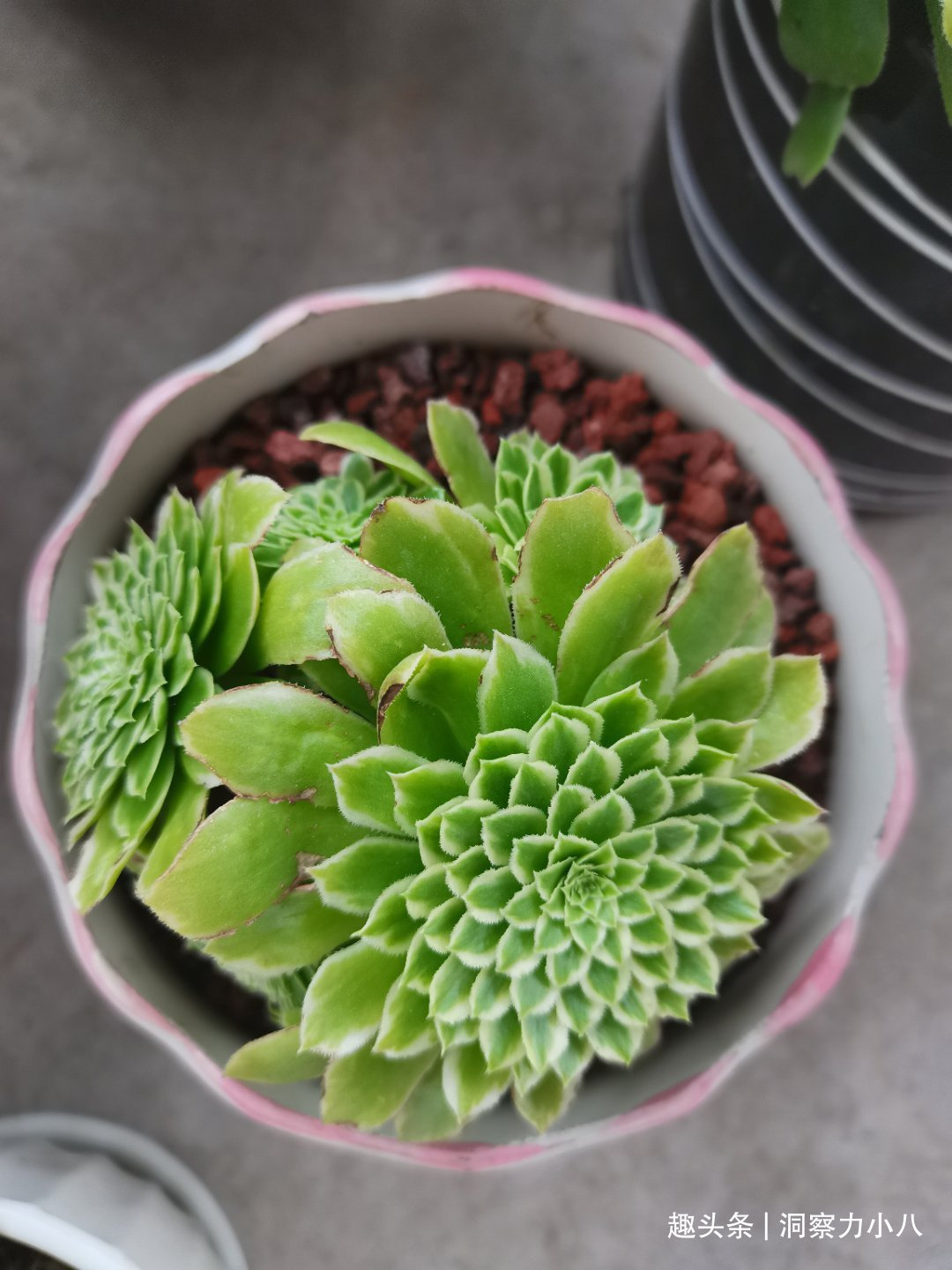 走下神坛的“三多肉”,叶色斑斓“易群生”,不出状态也很仙
