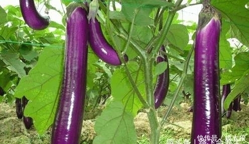 此物|吃完茄子一小时之内,不能碰此物,偏偏很多人犯错误,早知早好