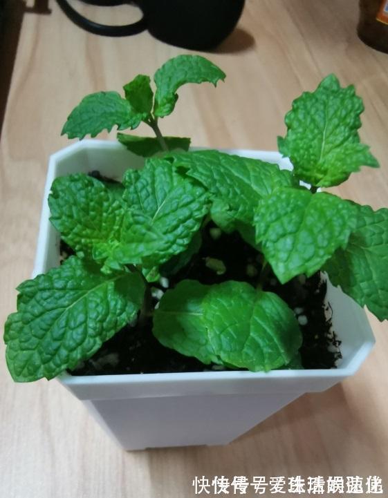 家庭里养“5种草”,能净化空气,还能抵御“蚊虫”,快点行动吧