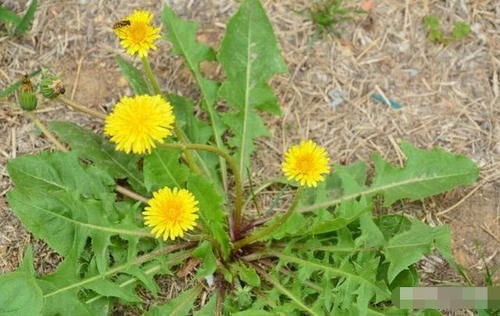 蒲公英|自己晒干蒲公英能当茶喝吗看完这个你就知道了