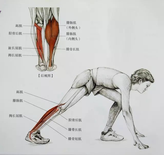 起跑式|居家运动，这套全方位小腿拉伸大法请收好