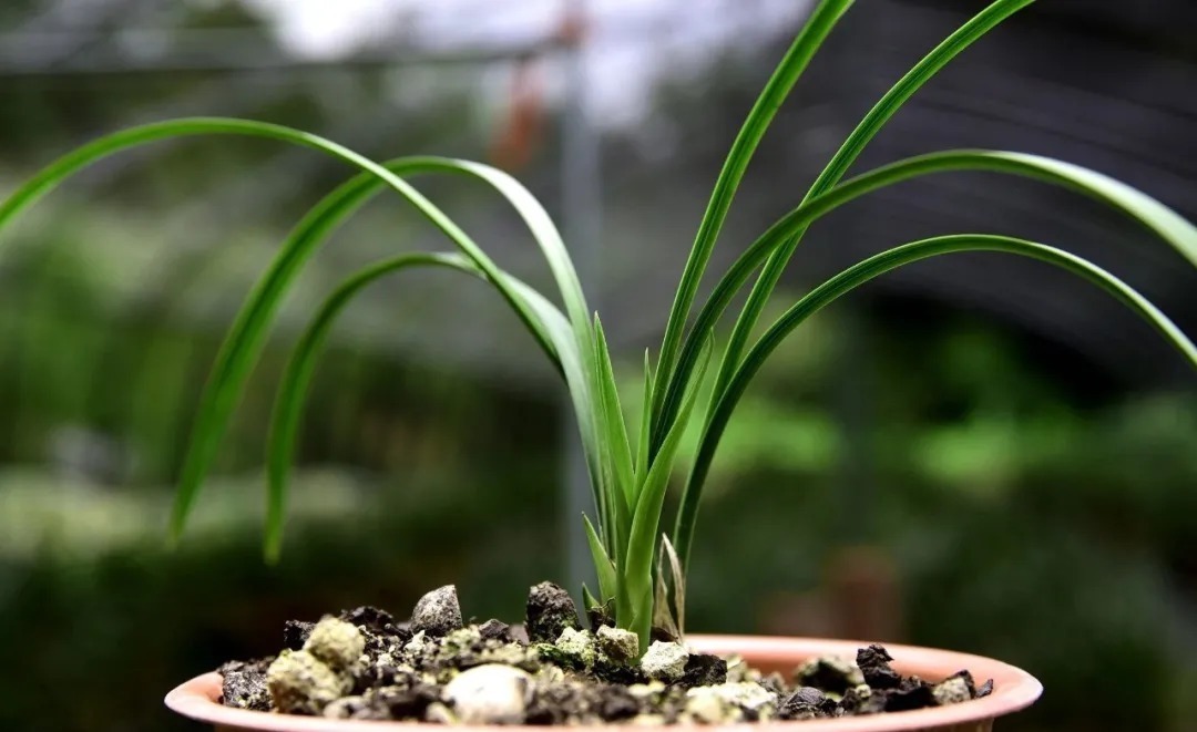 兰友|夏天养兰花,究竟能不能淋雨?兰友:最怕这样淋