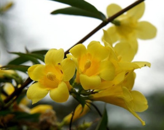 家养“香水花”，比茉莉“香10倍”，比绿萝好养，能耐零下20度