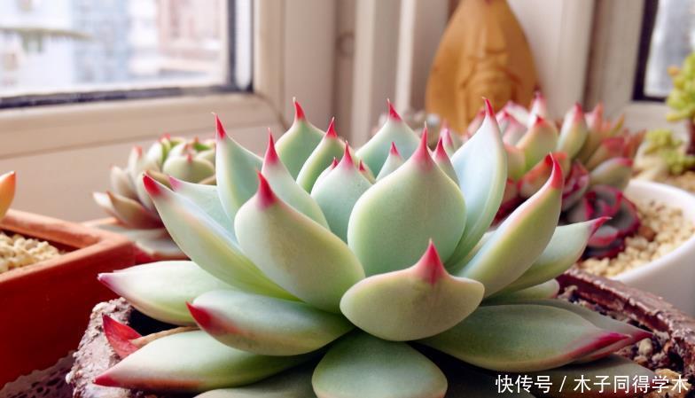 养护|夏季养多肉浇水,这3方面要加倍小心,否则烧根掉叶