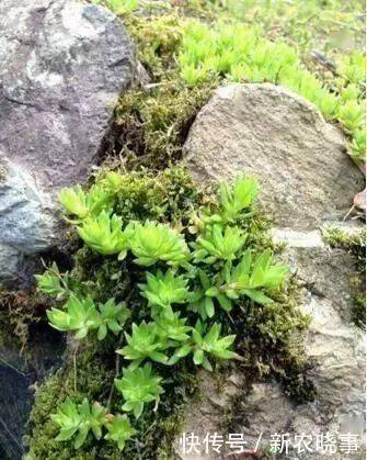 盆栽|农村常见的“1种野草”,看到别铲除,挖1棵回家,做盆栽很漂亮