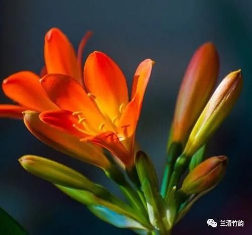 君子兰怎么养：君子兰锈斑病怎么处理，施肥涂药换盆土