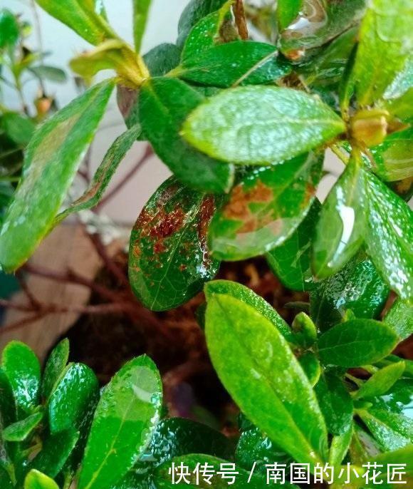 花市的杜鹃开得正艳,买盆回家养,养的时候注意,小心掉叶子