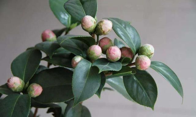 病虫害|养花用点醋，黄叶子几天就变绿了，还能预防病虫害，真省事