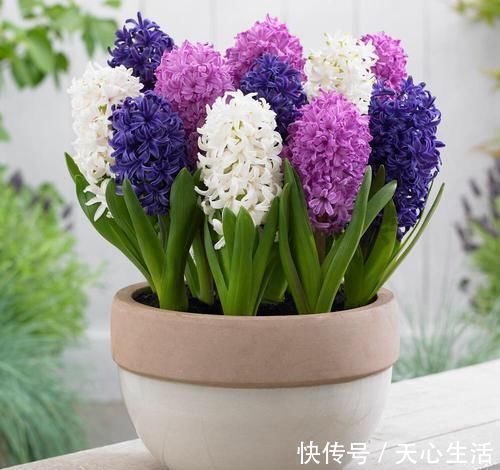 盆栽|怪不得老公把发财树扔了,现阳台流行种此花卉,香飘满屋更迷人